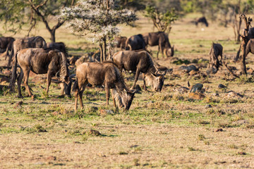 Naklejka na ściany i meble wildebeest in masai mara