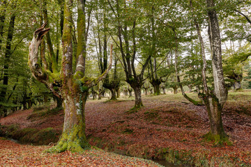 Fototapeta premium magic forest in the basque country