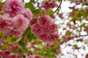 二尊院普賢象桜