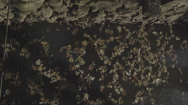 Brown fallen leaves floating on the water surface in tha lake of Ataturk Arboretum. Stone shore, rays of the sundet sun, abstract background view. S-log, ungraded 4k