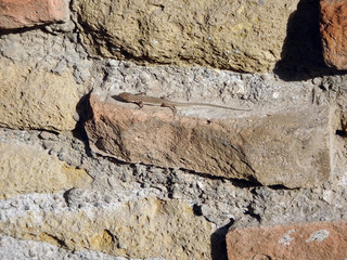 lizard on an old brick wall
