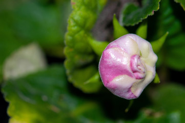 Pink bud of flower and green leaves
