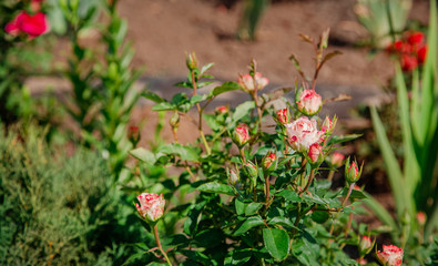 Beautiful roses in the garden, growing different varieties of flowers.
