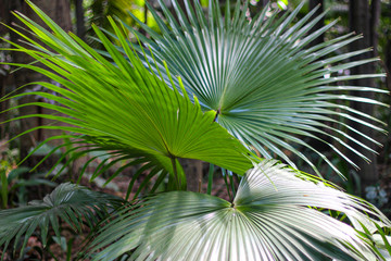 Folha de palmeira leque japoneza