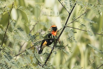 Male Black-winged red bishop, Euplectes hordeaceus, hidden in a bush.