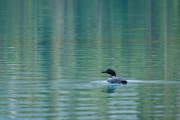 A loon on a greenish blue lake