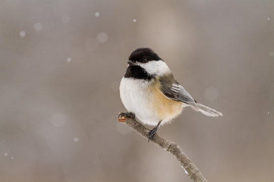 A close up of a black capped chickadee on a branch in winter