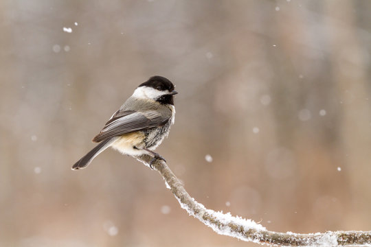 A Black Capped Chickadee On A Winter Brand