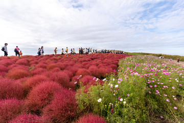 ひたち海浜公園のコキアとコスモス