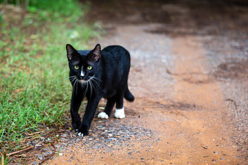 black male cat was walking down the road, staring.