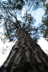 Ataturk Arboretum Botanic Park in Istanbul