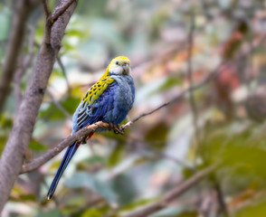 blue and yellow bird on the branch