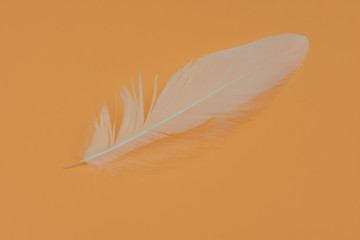 Feather white on the yellow background.