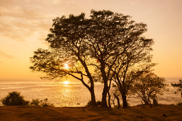 Naklejka na ściany i meble ocean coast at sunset beautiful tree silhouette