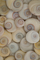 Spiral shells