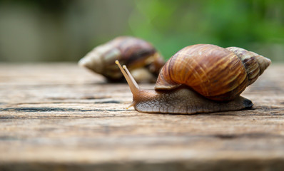 snail is crawling on the old wood