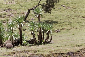 Giant lobelia plants, Lobelia rhynchopetalum, in the Simien Mountains National park