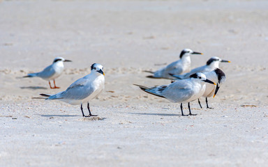 Seagulls on the sand at the beach, looking for food and relaxing under the sun. Bell Air Beach, Florida, USA.