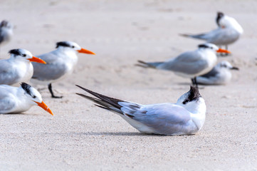 Seagulls on the sand at the beach, looking for food and relaxing under the sun. Bell Air Beach, Florida, USA.