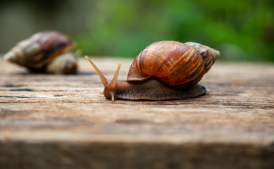 snail is crawling on the old wood