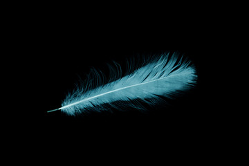 Obraz premium feather white on the black background.