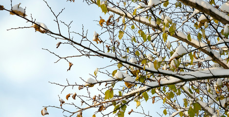 winter day after a snowfall