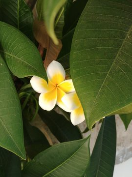 tropical flower in garden