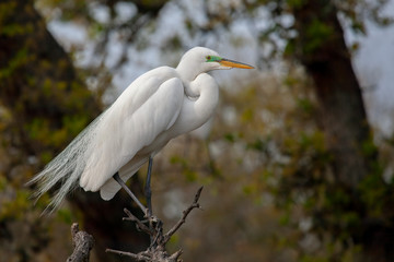 Great Egret (Ardea alba) in Breeding Plumage, Florida, USA