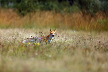 The red fox (Vulpes vulpes) looks for food in a meadow. Young red fox on green field with dark spruce forest in background.