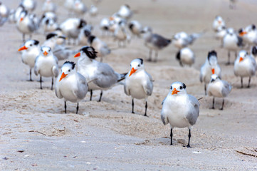 Seagulls on the sand at the beach, looking for food and relaxing under the sun. Bell Air Beach, Florida, USA.