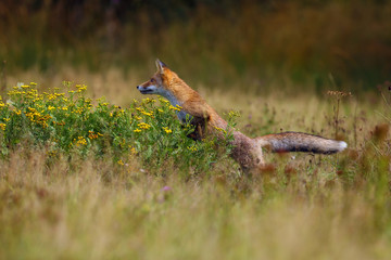 The red fox (Vulpes vulpes) looks for food in a meadow. Young red fox on green field with dark...