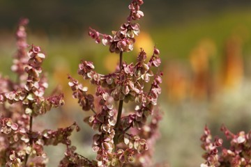 Flowers of the sorrel Rumex nervosus, in Ethiopia