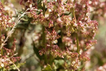 Flowers of the sorrel Rumex nervosus, in Ethiopia