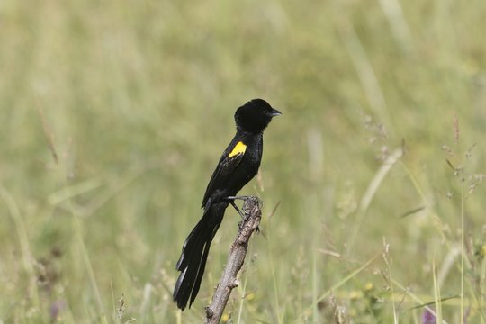 Male yellow-mantled widowbird, Euplectes macroura
