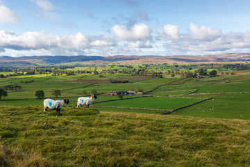 Fototapeta na wymiar Hill Farm and Countryside Around Orton Near Penrith in Cumbria, UK