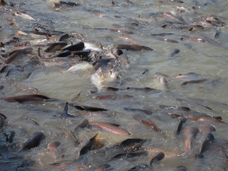 Many large pangasius live in fresh water.