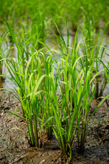 Rice growing in rice fields