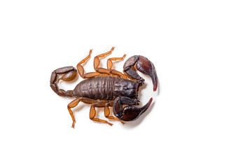 Close-up of a European scorpion, on white background.