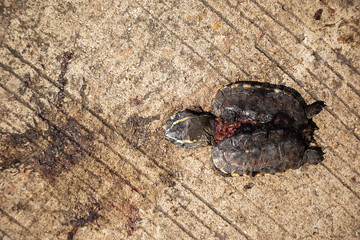 Turtles crushed to the ground on concrete