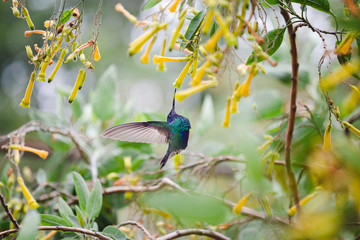 Colibrí © Eugenio