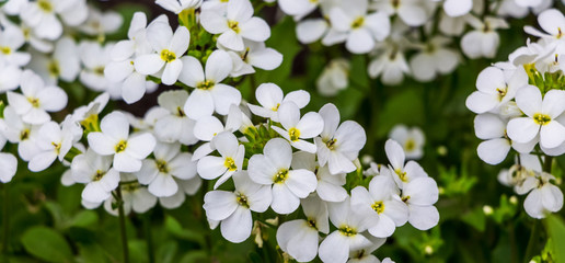 Background of white flowers aubrieta between greenery_
