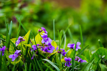 Purple violets among green grass in spring forest. Spring flowers_