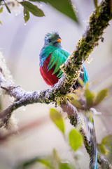 Resplendent quetzal, pharomachrus mocinno. Birds of Costa Rica. San Gerardo de Dota