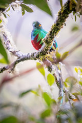 Resplendent quetzal, pharomachrus mocinno. Birds of Costa Rica. San Gerardo de Dota