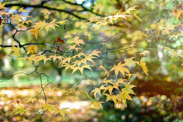 Autumn trees and leaves in Westonbirt