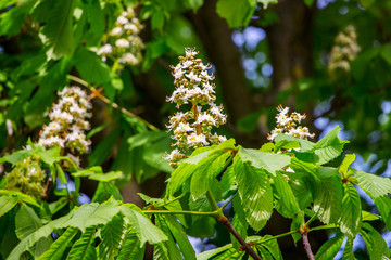 White chestnut flowers among green leaves in spring_