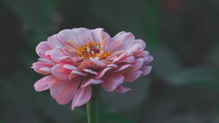 pink flower sways in the wind