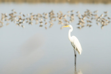 White bird stand alone in salt farm with blurred shorebirds in the background at Pakthale salt village in Petchburi,Thailand.