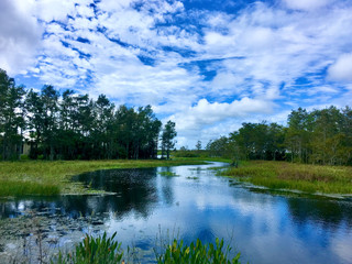 Louisiana cypress swamp and river
