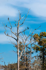 Several birds sitting on the branches of a leafless tree, on the St. John's river, Jacksonville, Florida, USA
